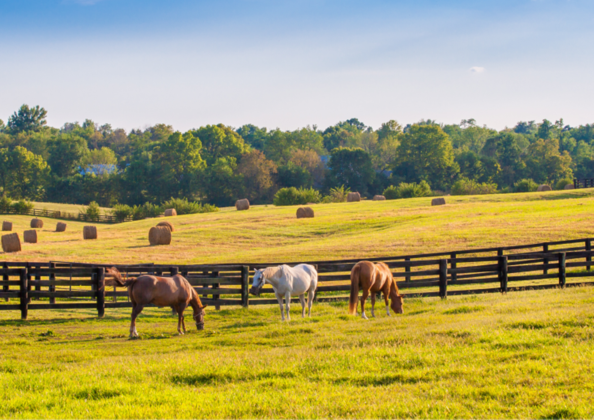 CFAAC's Environment Anne Arundel Fund provides nonprofit grants to support the Chesapeake Bay.