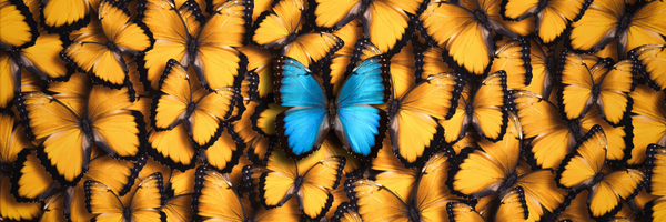 Brilliant Blue Butterfly in the middle of trandation orange monarch butterflies.