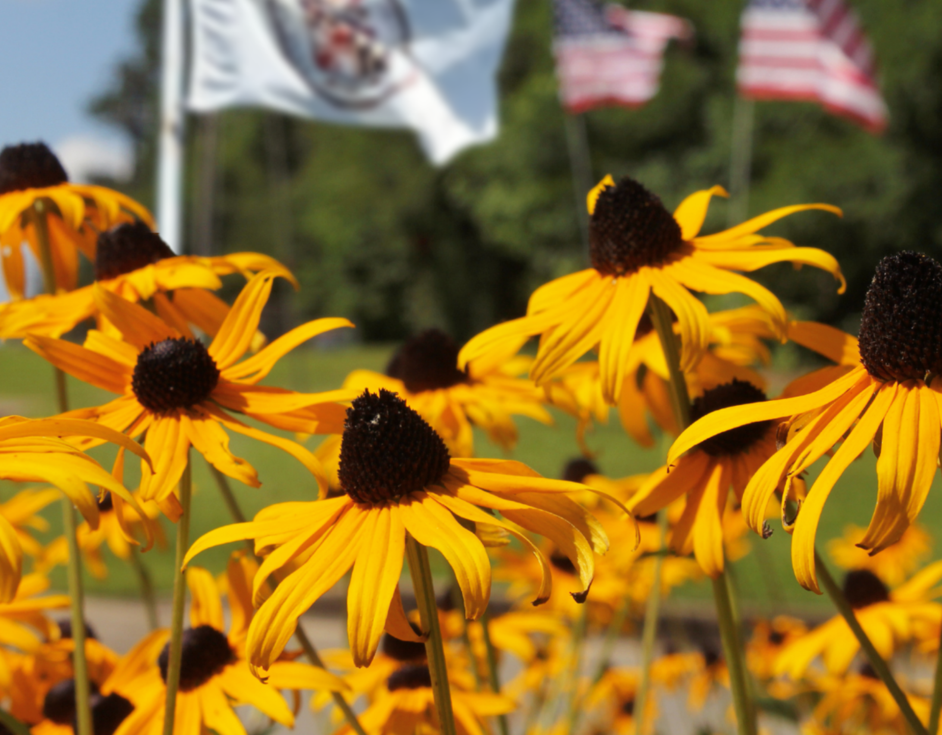 A field of black-eyed Susans in bloom, with the Anne Arundel County flag and American flags waving in the blurred background.